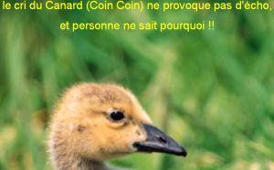 Canard Coin Coin